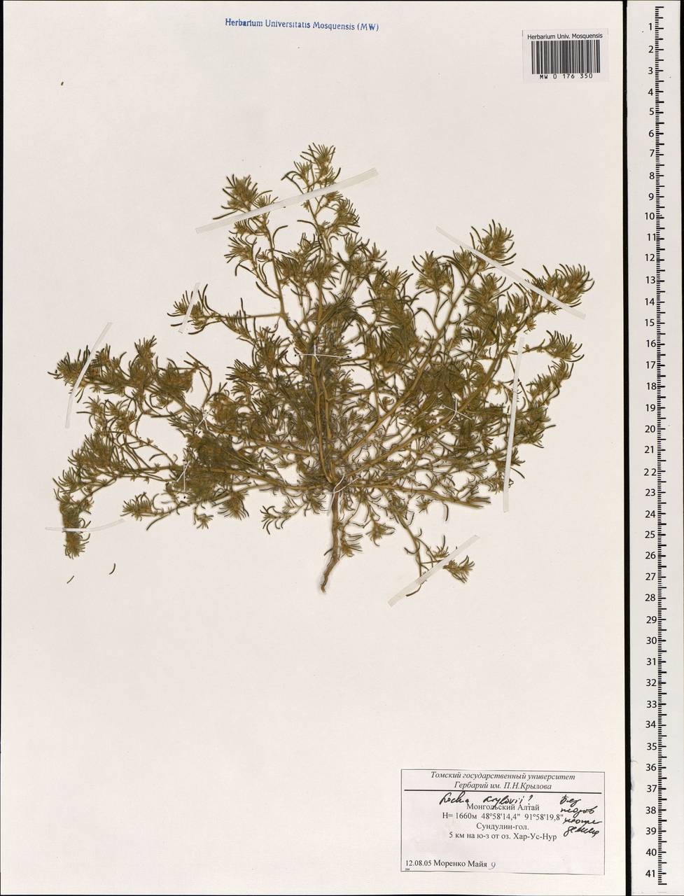 Прутняк Крылова Litv., Монголия (MONG) (Монголия)