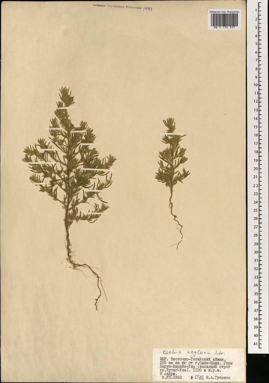 Прутняк Крылова Litv., Монголия (MONG) (Монголия)