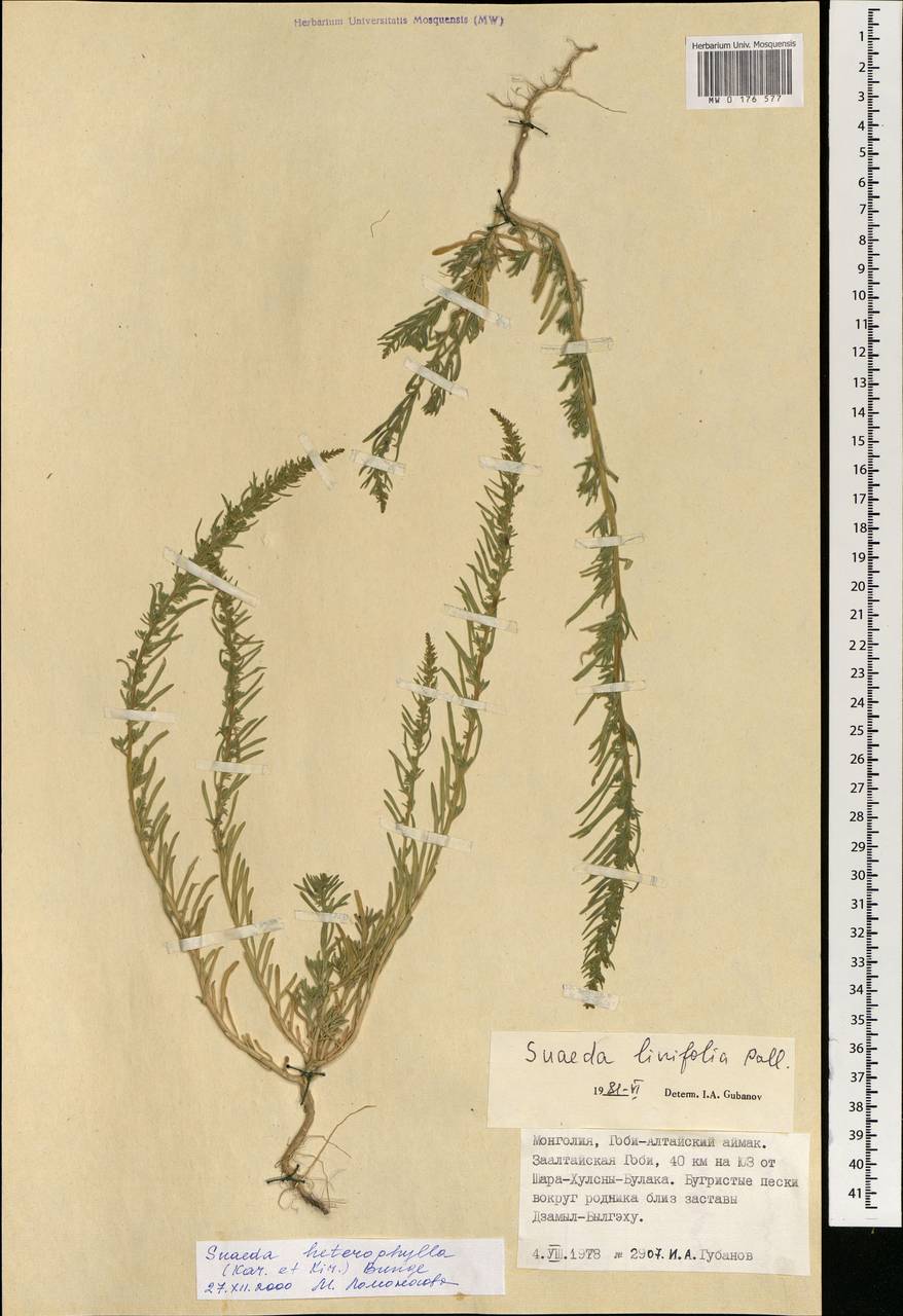 Сведа разнолистная (Kar. & Kir.) Boiss., Монголия (MONG) (Монголия)