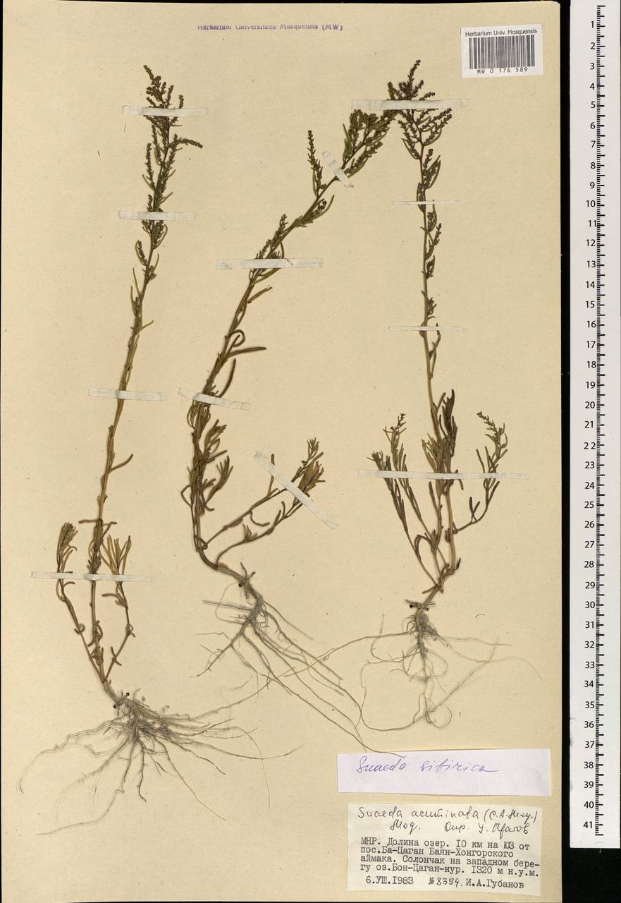 Сведа сибирская Lomon. & Freitag, Монголия (MONG) (Монголия)