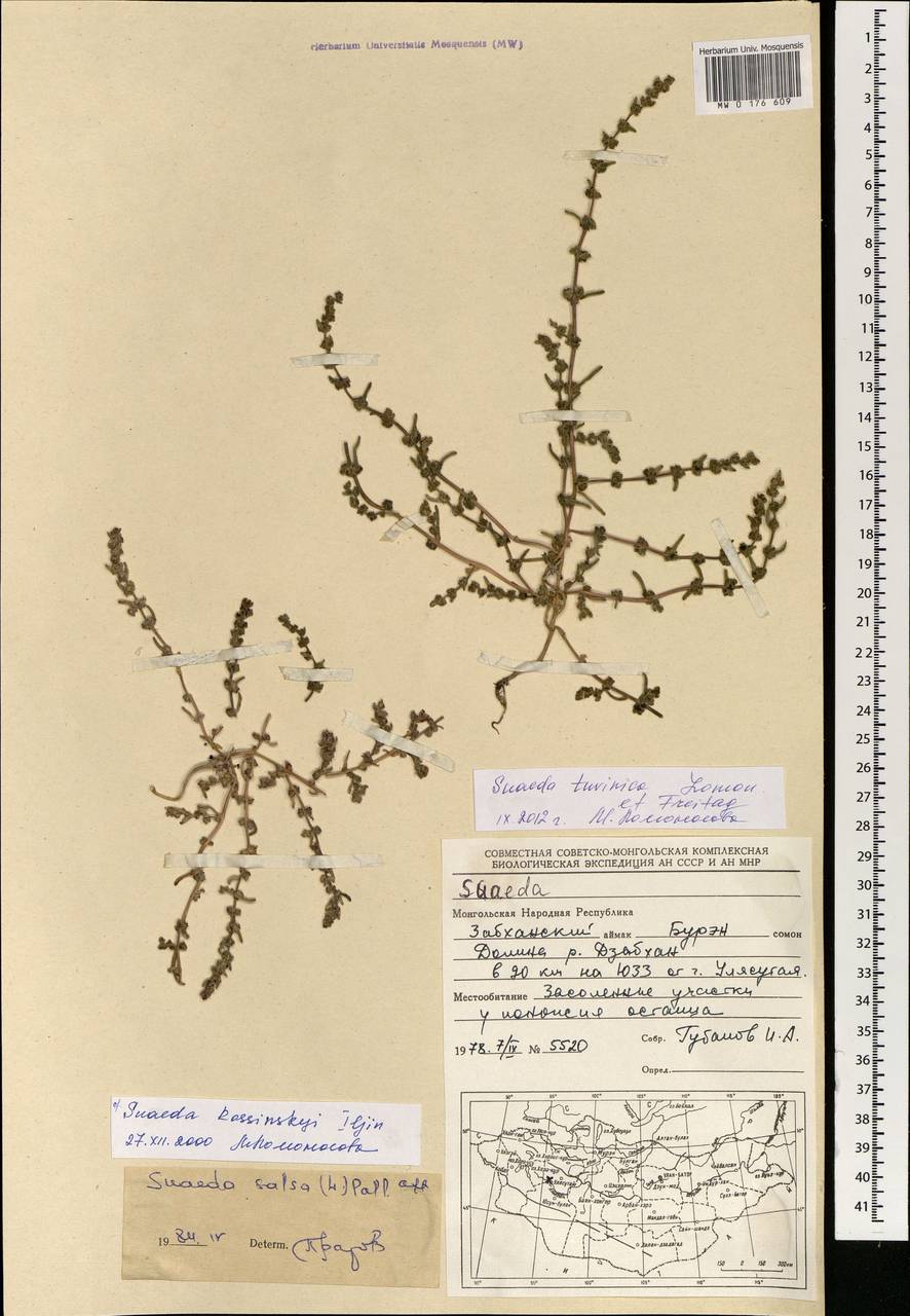 Сведа тувинская Lomon. & Freitag, Монголия (MONG) (Монголия)