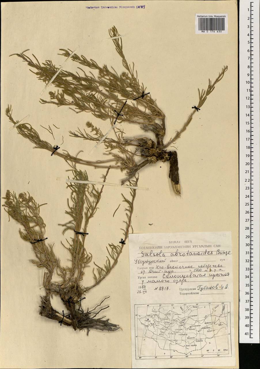 Oreosalsola abrotanoides (Bunge) Akhani, Монголия (MONG) (Монголия)