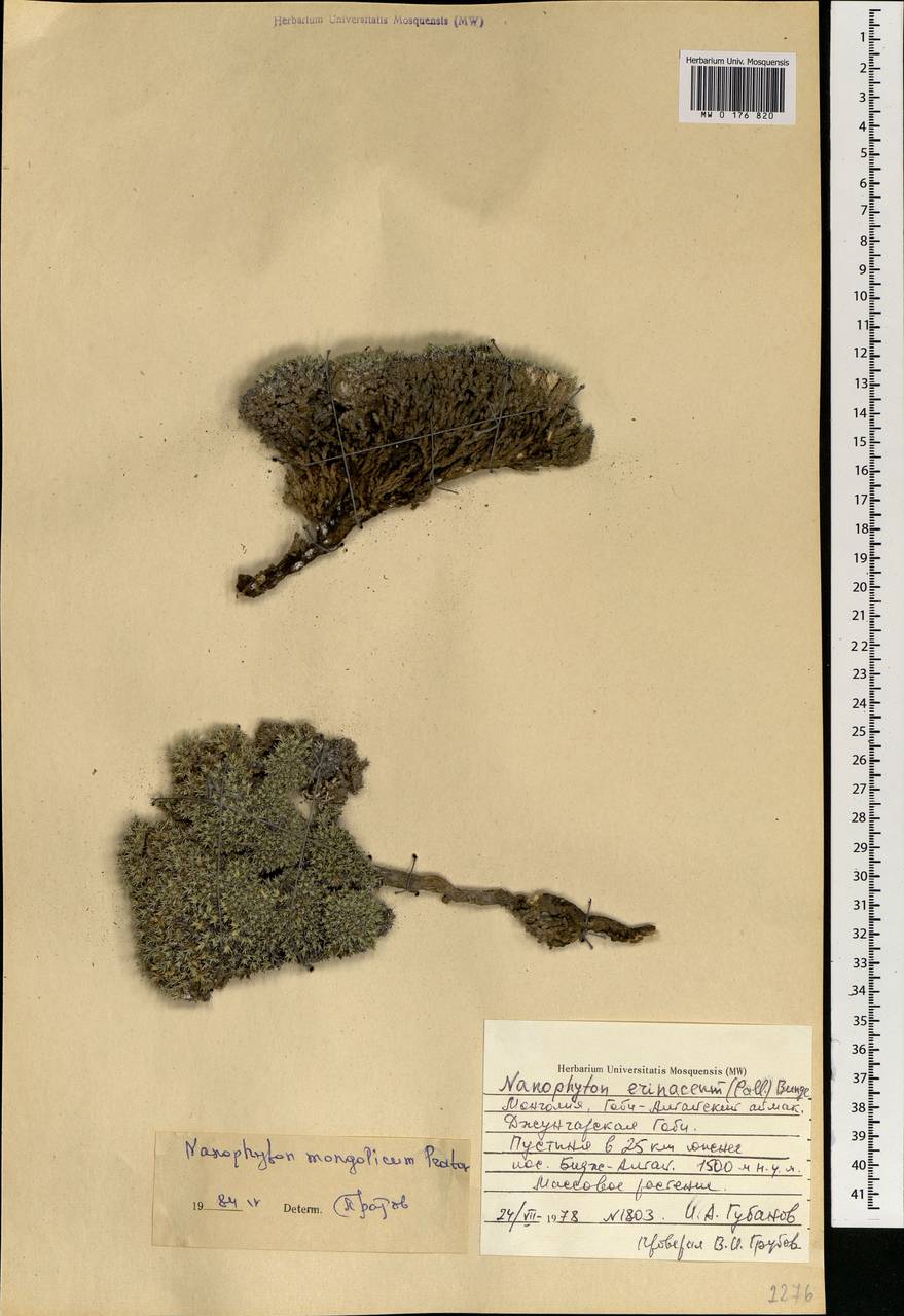 Нанофитон монгольский U. P. Pratov, Монголия (MONG) (Монголия)