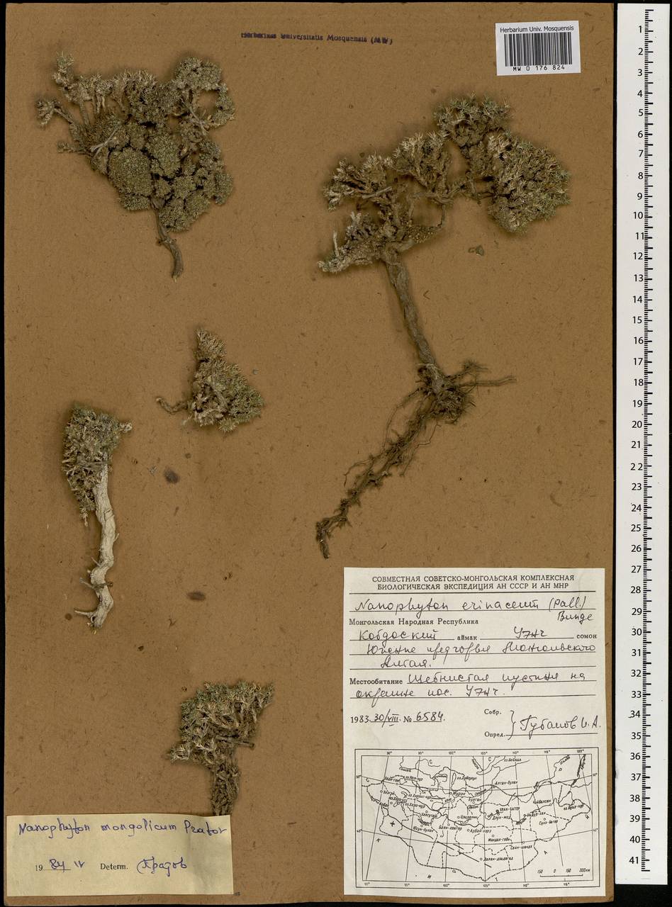 Нанофитон монгольский U. P. Pratov, Монголия (MONG) (Монголия)