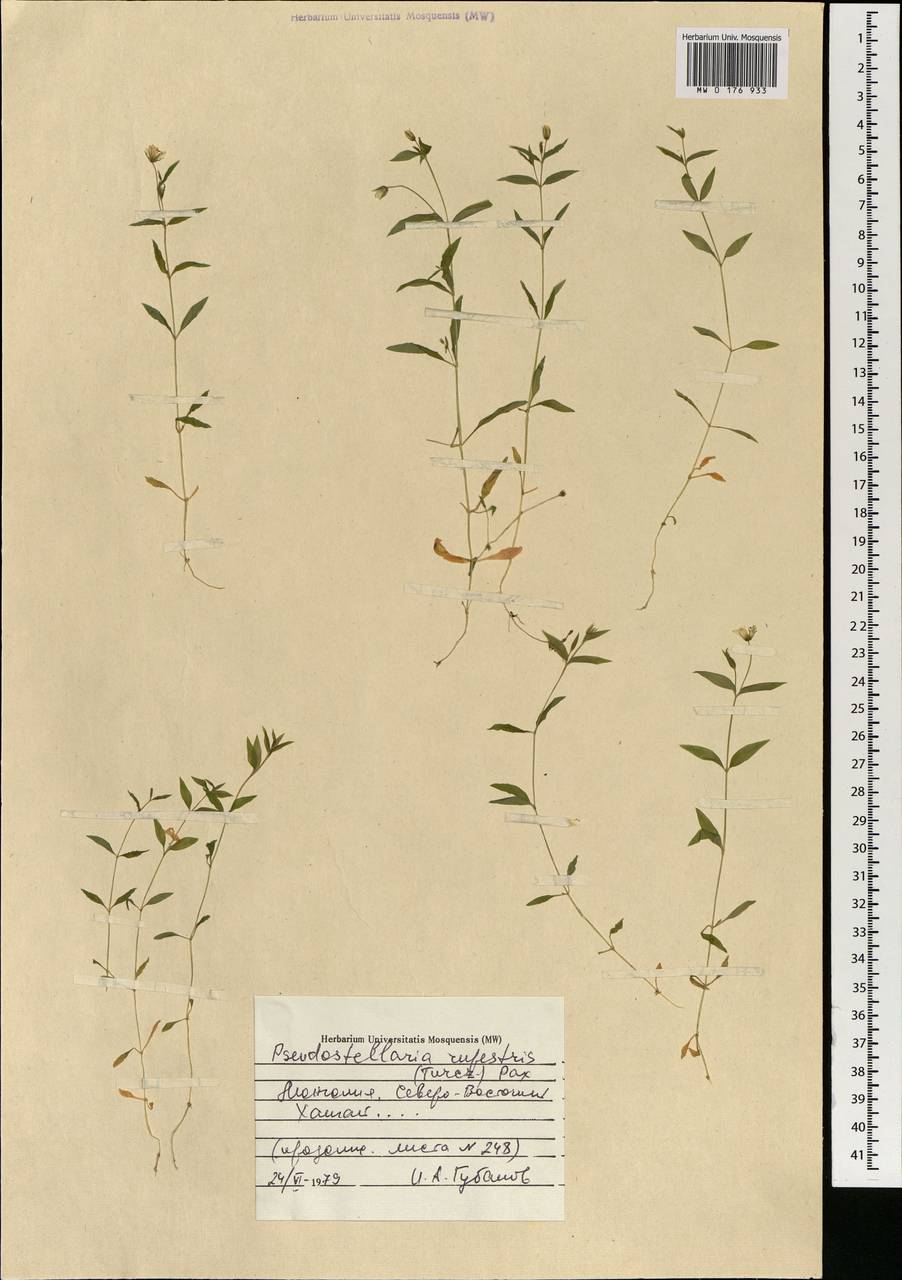 Ложнозвездчатка скалистая (Turcz.) Pax, Монголия (MONG) (Монголия)