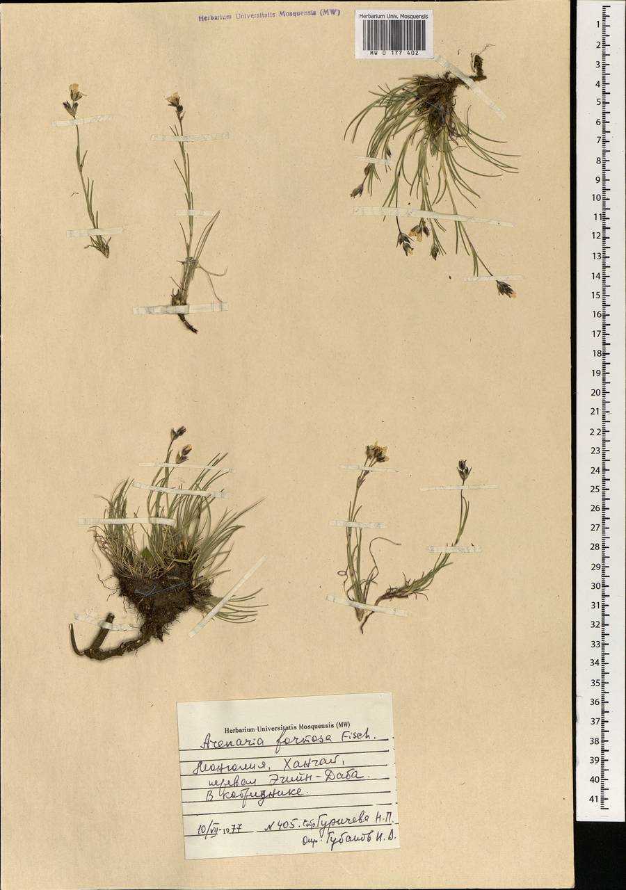 MW0177402, Eremogone formosa (Пустынница красивая), specimen