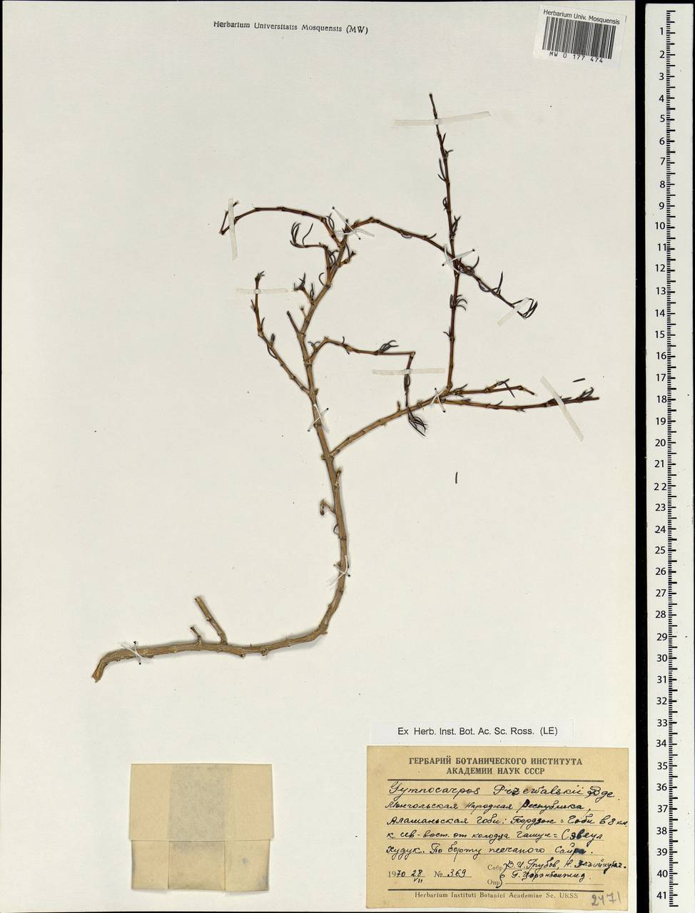 Приноготовник Пржевальского (Bunge ex Maxim.) Rohweder & Urmi-König, Монголия (MONG) (Монголия)