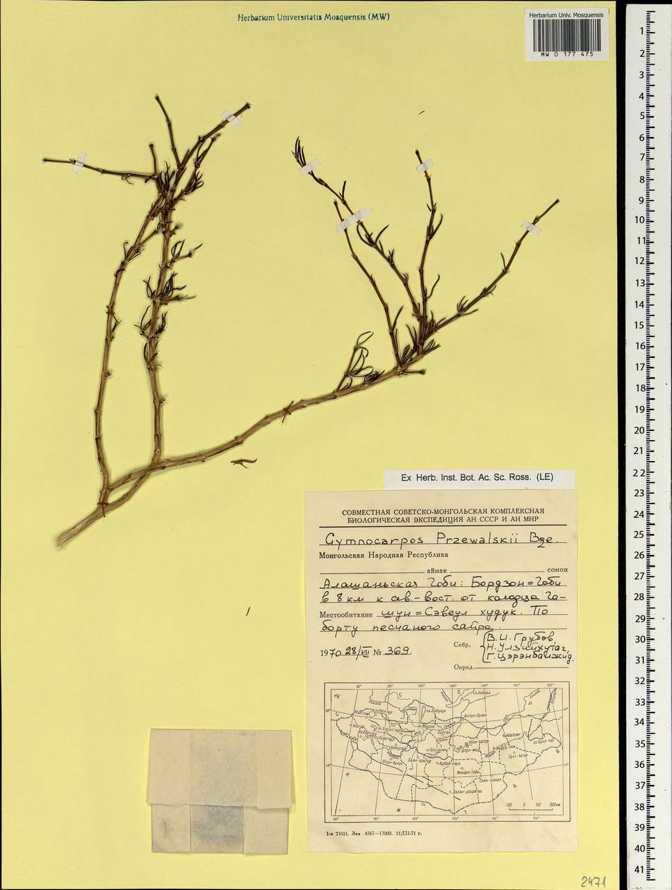 Приноготовник Пржевальского (Bunge ex Maxim.) Rohweder & Urmi-König, Монголия (MONG) (Монголия)