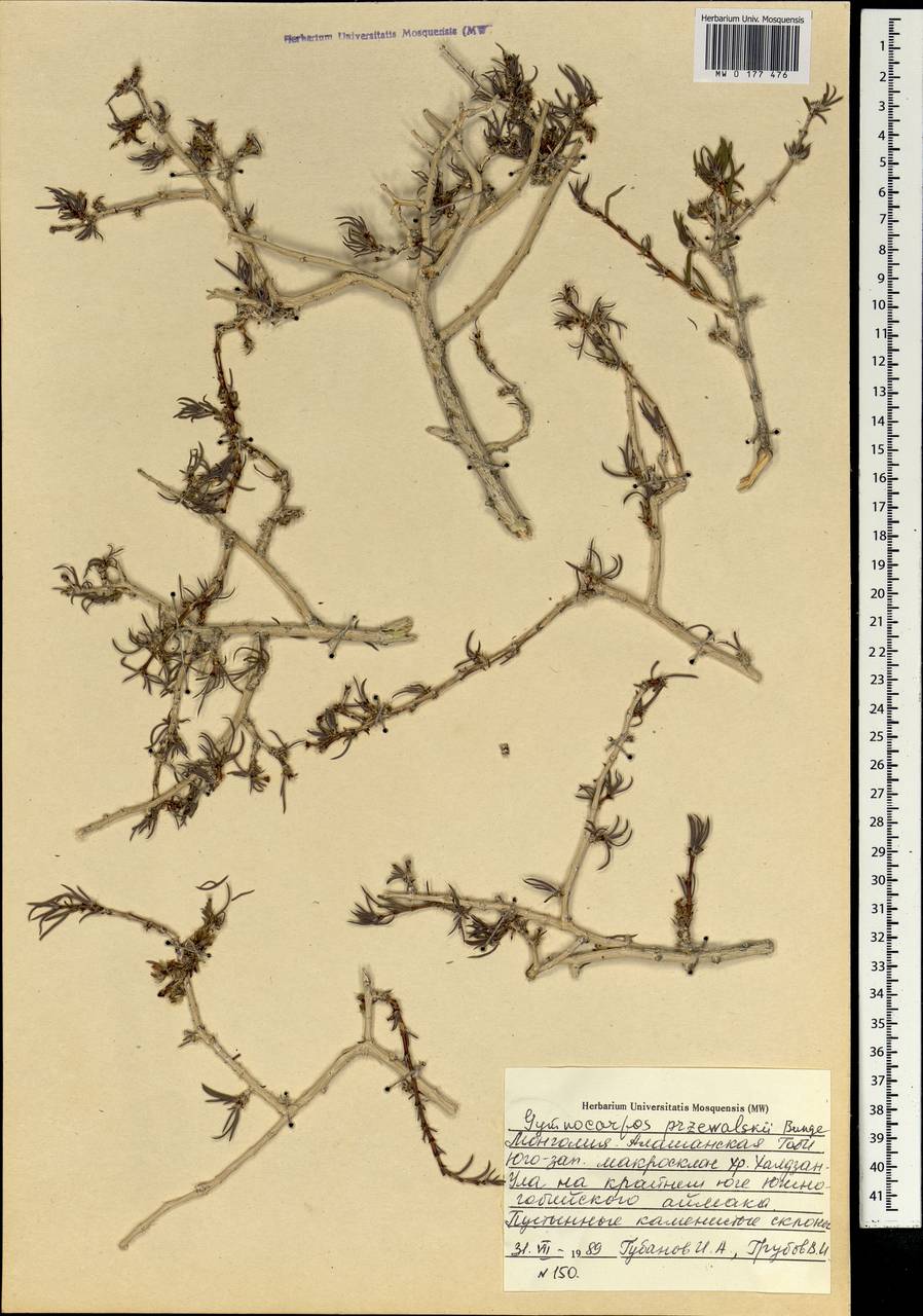 Приноготовник Пржевальского (Bunge ex Maxim.) Rohweder & Urmi-König, Монголия (MONG) (Монголия)