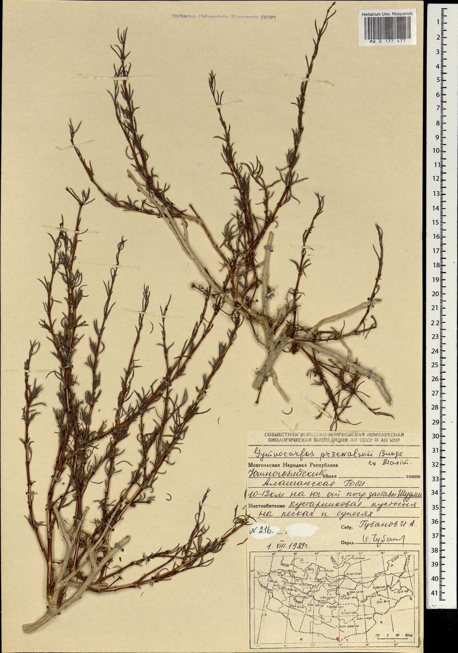 Приноготовник Пржевальского (Bunge ex Maxim.) Rohweder & Urmi-König, Монголия (MONG) (Монголия)