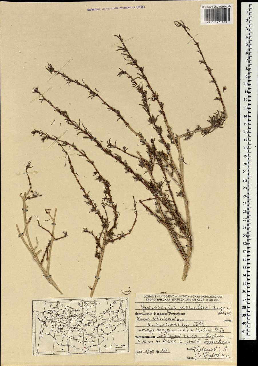 Приноготовник Пржевальского (Bunge ex Maxim.) Rohweder & Urmi-König, Монголия (MONG) (Монголия)