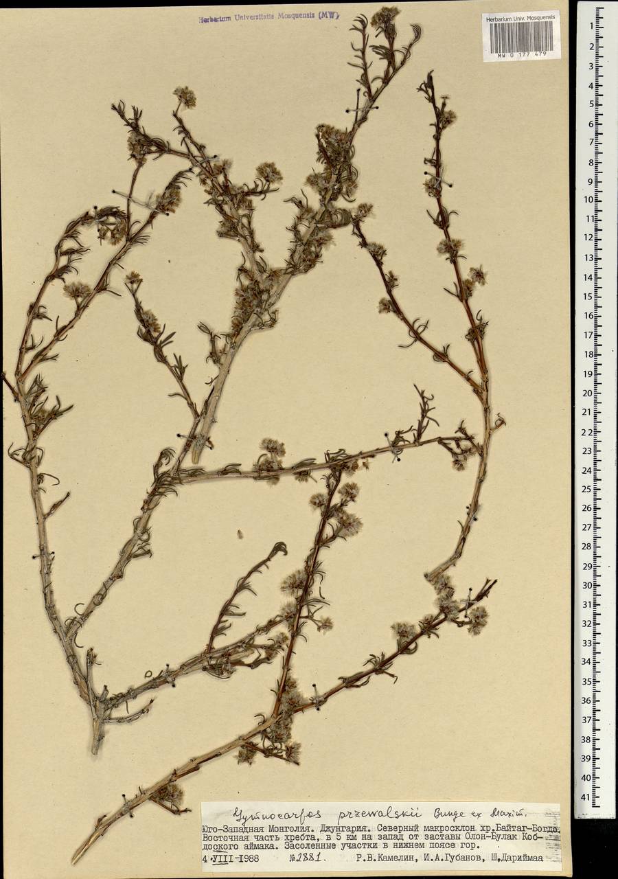 Приноготовник Пржевальского (Bunge ex Maxim.) Rohweder & Urmi-König, Монголия (MONG) (Монголия)