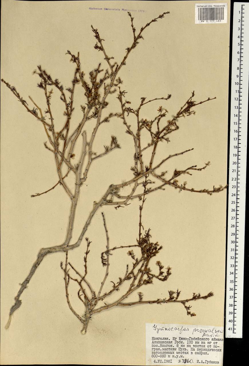 Приноготовник Пржевальского (Bunge ex Maxim.) Rohweder & Urmi-König, Монголия (MONG) (Монголия)