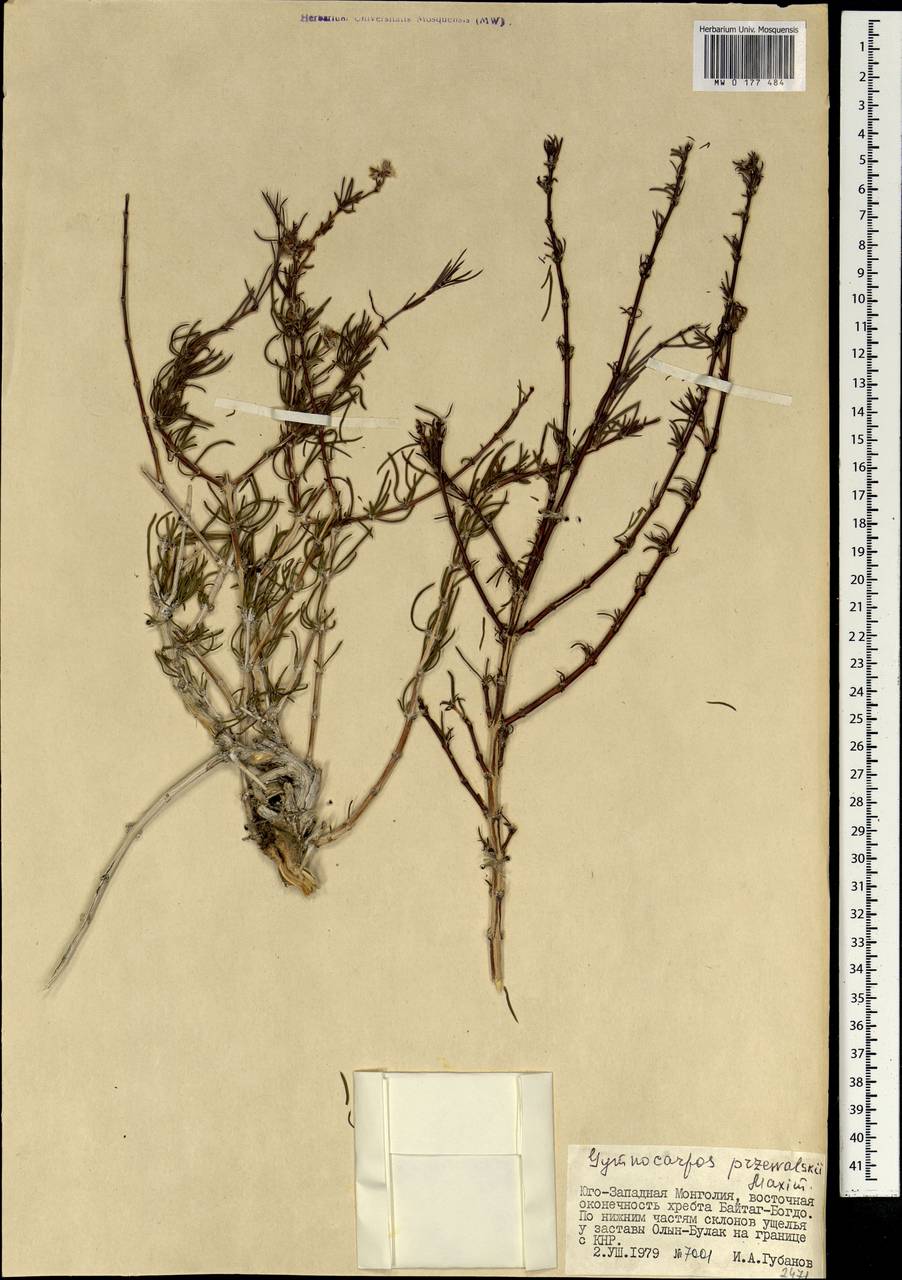 Приноготовник Пржевальского (Bunge ex Maxim.) Rohweder & Urmi-König, Монголия (MONG) (Монголия)