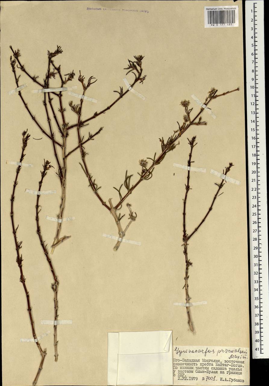 Приноготовник Пржевальского (Bunge ex Maxim.) Rohweder & Urmi-König, Монголия (MONG) (Монголия)