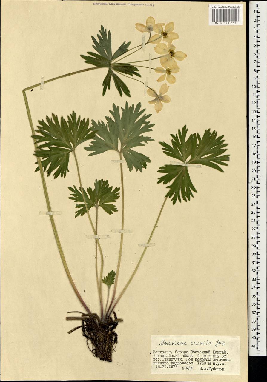 Anemonastrum narcissiflorum subsp. crinitum (Juz.) Raus, Монголия (MONG) (Монголия)