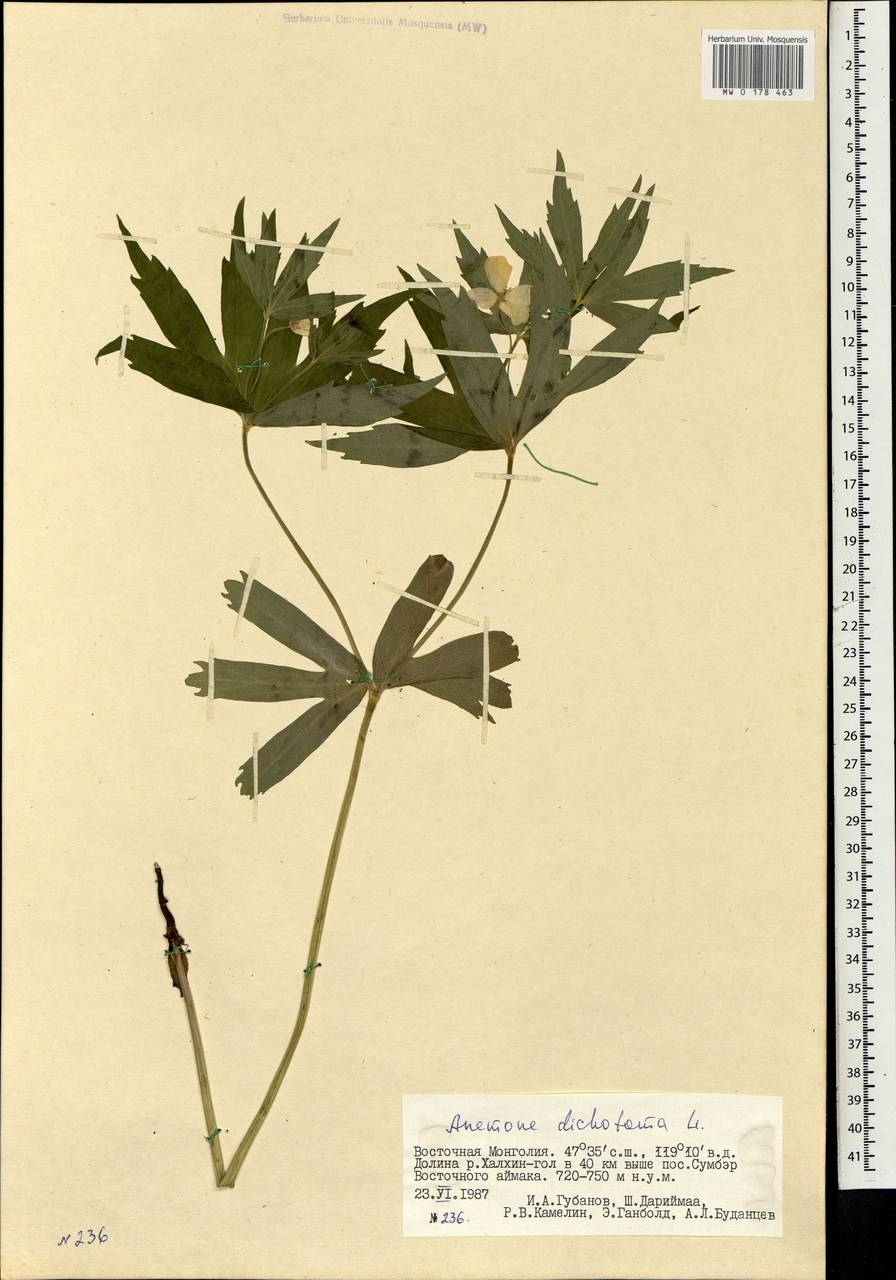 Anemonastrum dichotomum (L.) Mosyakin, Монголия (MONG) (Монголия)