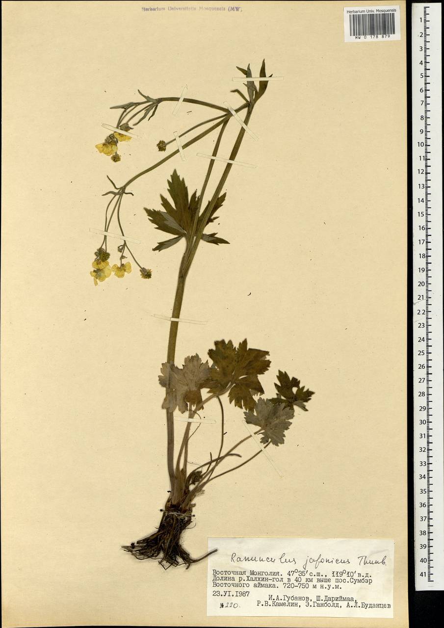 MW0178879, Ranunculus japonicus (Лютик японский), specimen