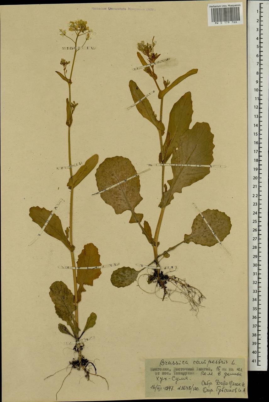 MW0179766, Brassica campestris (Капуста полевая), specimen