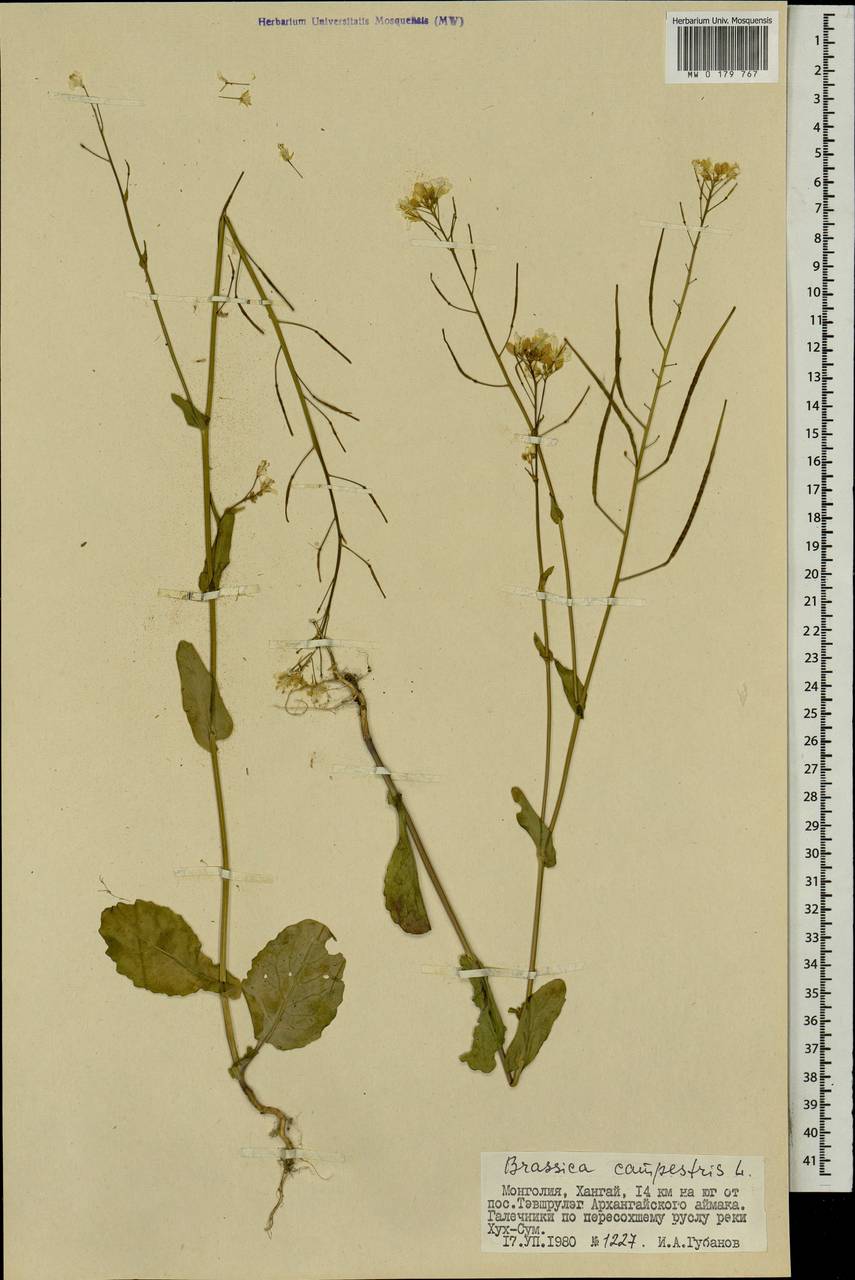 MW0179767, Brassica campestris (Капуста полевая), specimen