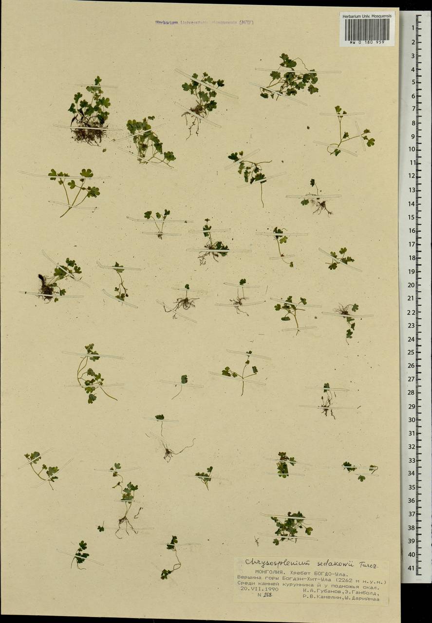 Селезеночник Седакова Turcz., Монголия (MONG) (Монголия)