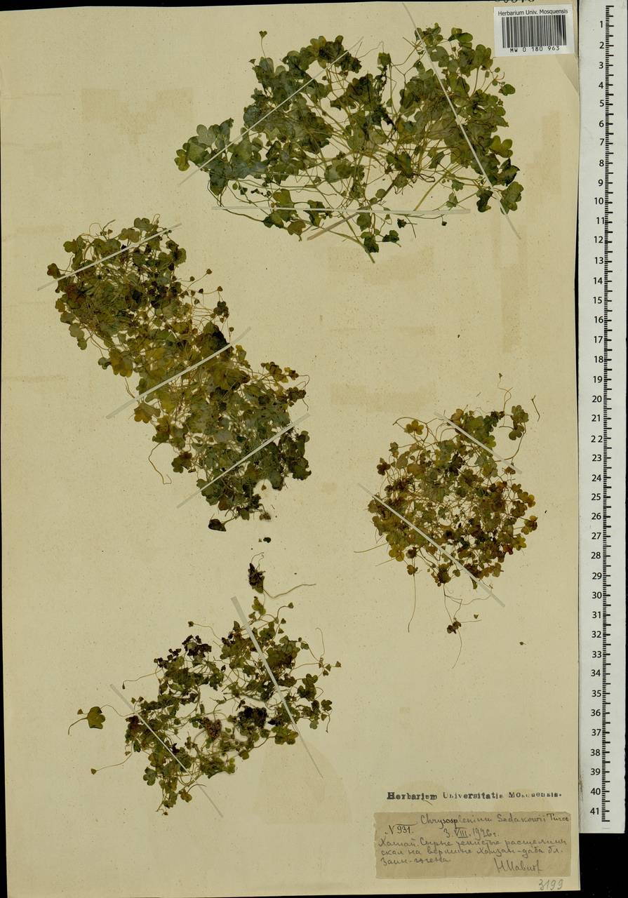 Селезеночник Седакова Turcz., Монголия (MONG) (Монголия)