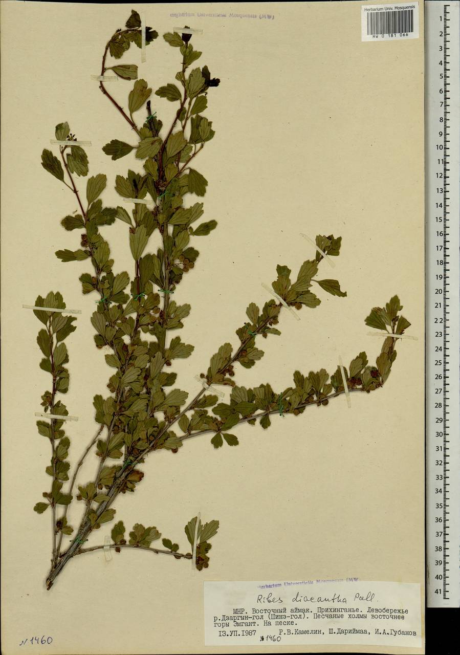 Смородина двуиглая, Таранушка Pall., Монголия (MONG) (Монголия)