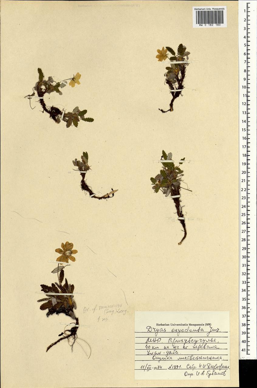 Дриада вострозубчатая (Juz.) Hultén, Монголия (MONG) (Монголия)