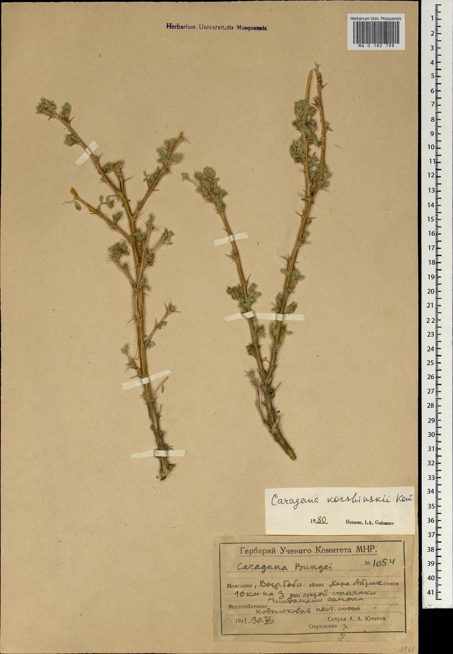 Карагана Коржинского Kom., Монголия (MONG) (Монголия)