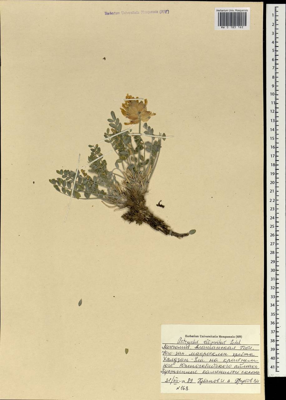 Астрагал эллипсовидный Ledeb., Монголия (MONG) (Монголия)