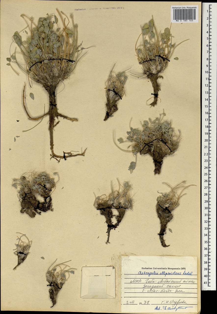 Астрагал эллипсовидный Ledeb., Монголия (MONG) (Монголия)