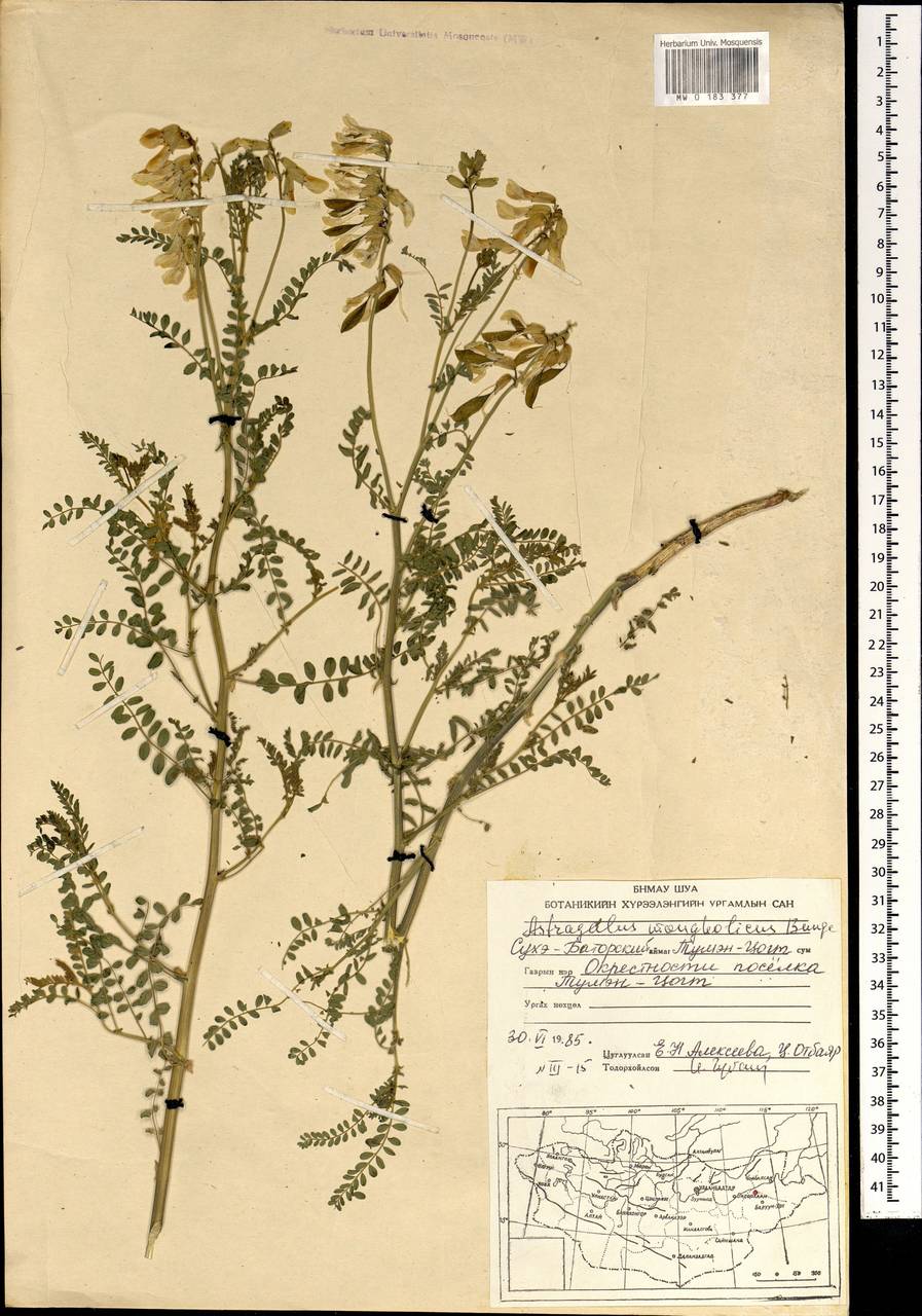 Астрагал монгольский Bunge, Монголия (MONG) (Монголия)