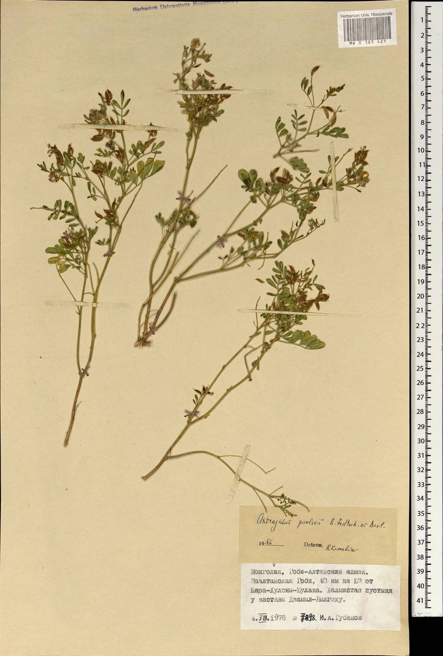 Астрагал Павлова B. Fedtsch. & Basilevsk., Монголия (MONG) (Монголия)