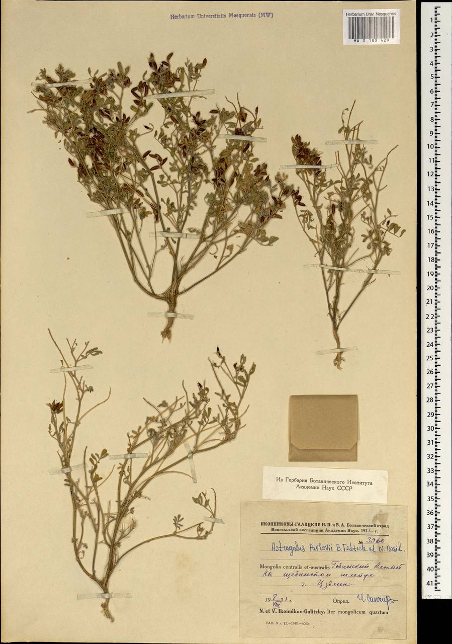 Астрагал Павлова B. Fedtsch. & Basilevsk., Монголия (MONG) (Монголия)