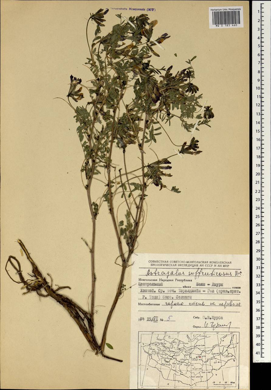 Астрагал кустарниковый Forsk., Монголия (MONG) (Монголия)