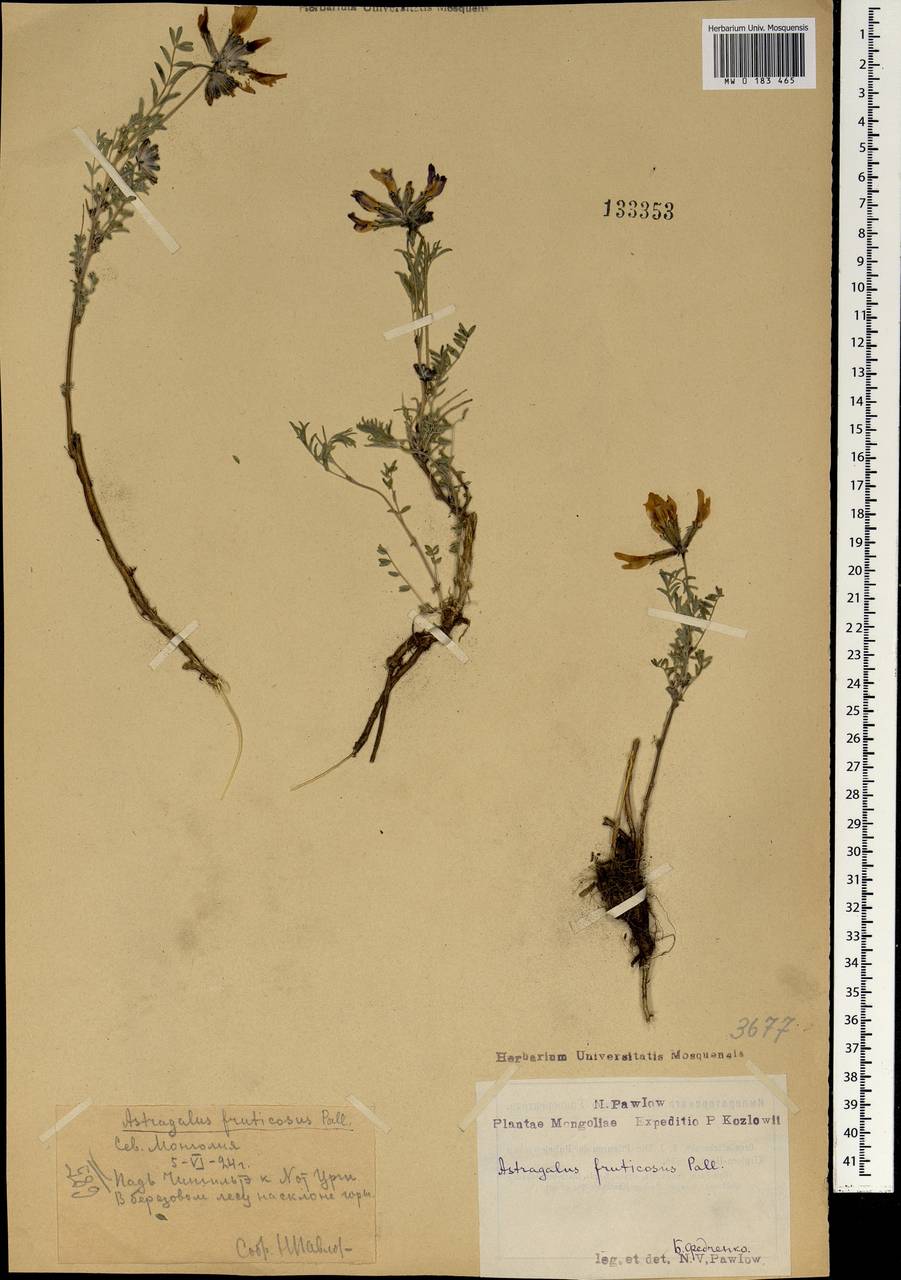 Астрагал кустарниковый Forssk., Монголия (MONG) (Монголия)