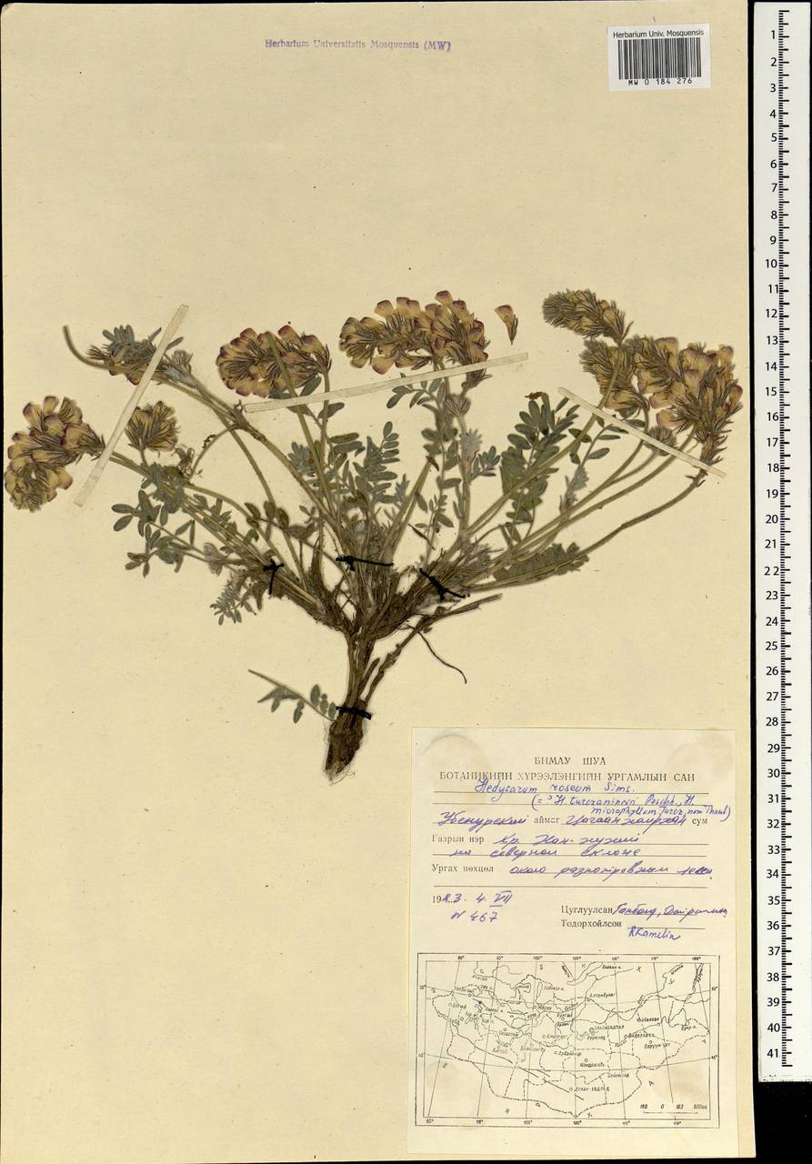 Hedysarum roseum Sims, Монголия (MONG) (Монголия)