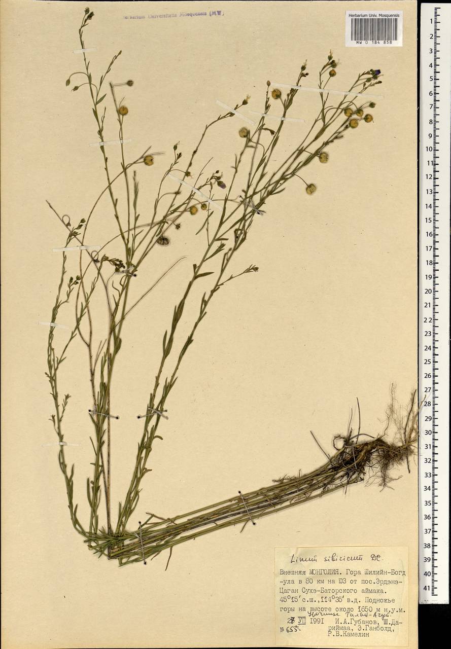 Лен поникающий Maxim., Монголия (MONG) (Монголия)