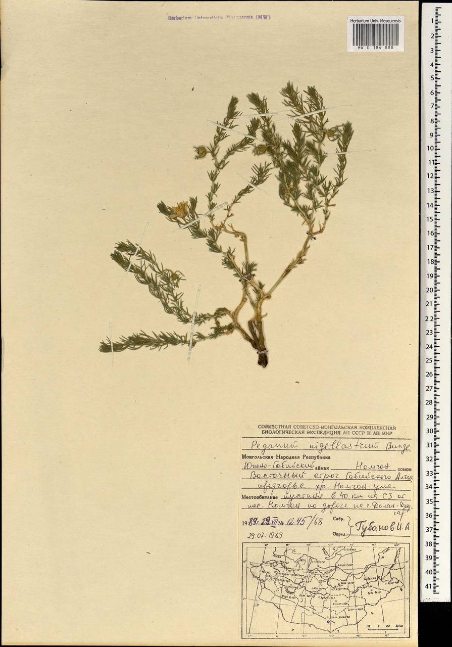 Гармала чернушковая Bunge, Монголия (MONG) (Монголия)