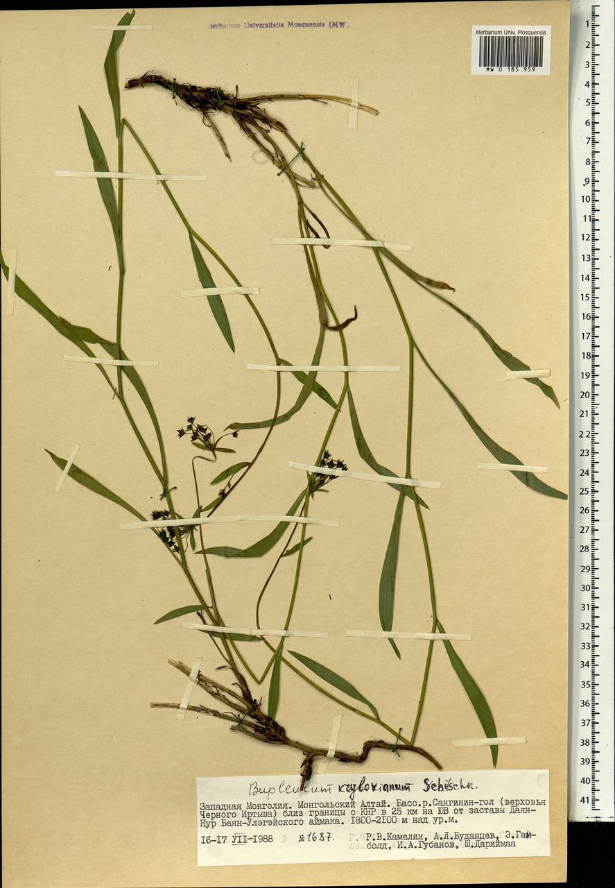 Володушка Крылова Schischk. ex G.V.Krylov, Монголия (MONG) (Монголия)