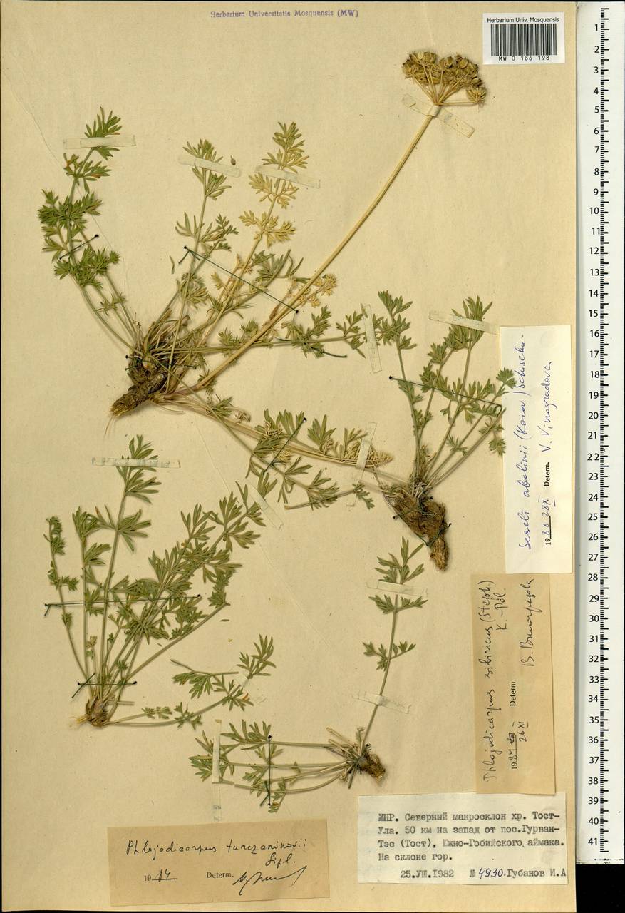 Жабрица Аболина (Korovin) Schischk., Монголия (MONG) (Монголия)