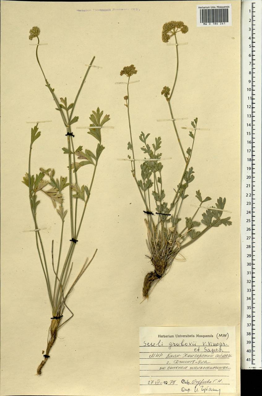 Seseli grubovii V.M.Vinogr. & Sanchir, Монголия (MONG) (Монголия)