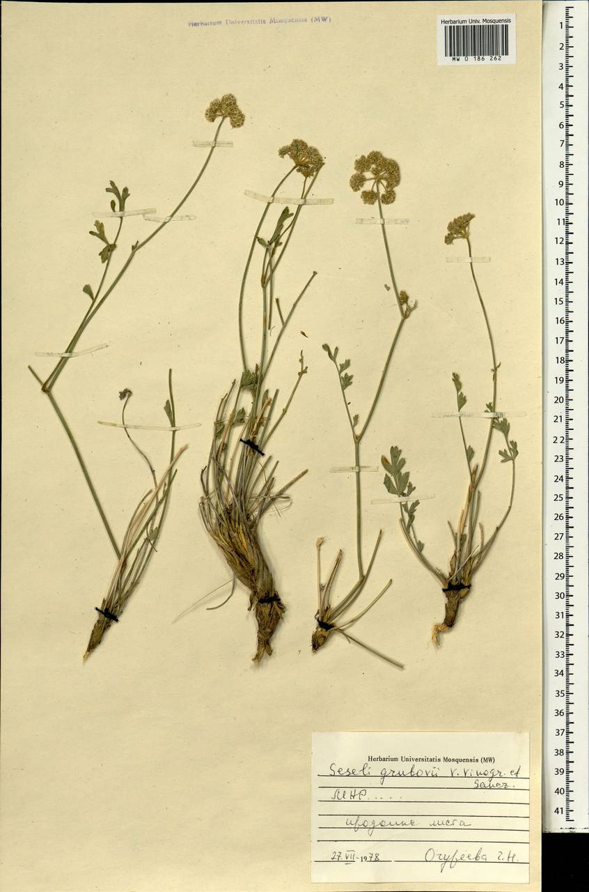 Seseli grubovii V.M.Vinogr. & Sanchir, Монголия (MONG) (Монголия)