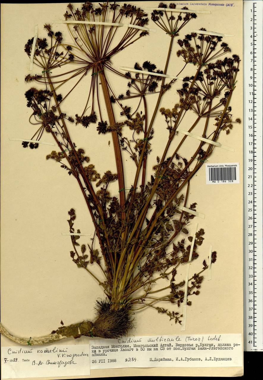 Lithosciadium kamelinii (V. M. Vinogr.) Pimenov ex Gubanov, Монголия (MONG) (Монголия)