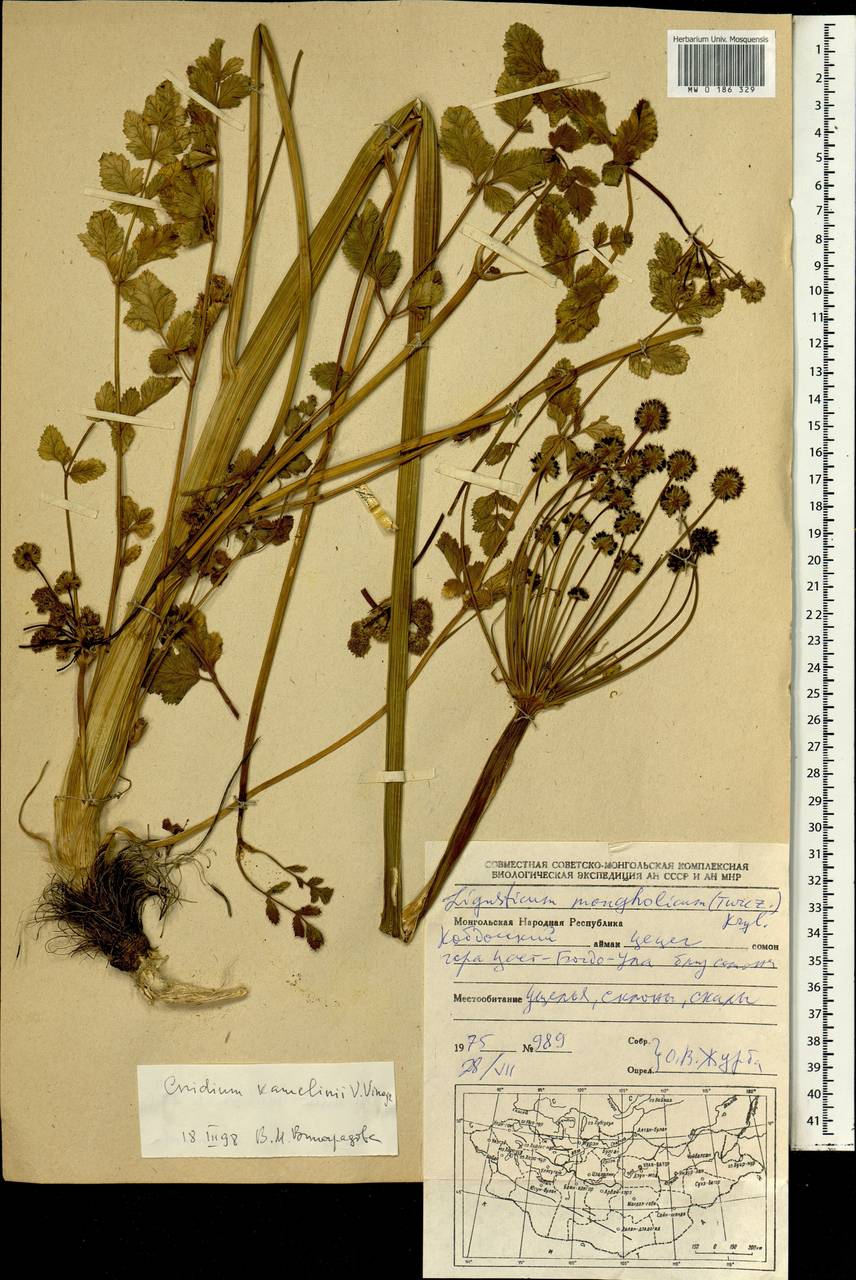 Lithosciadium kamelinii (V. M. Vinogr.) Pimenov ex Gubanov, Монголия (MONG) (Монголия)
