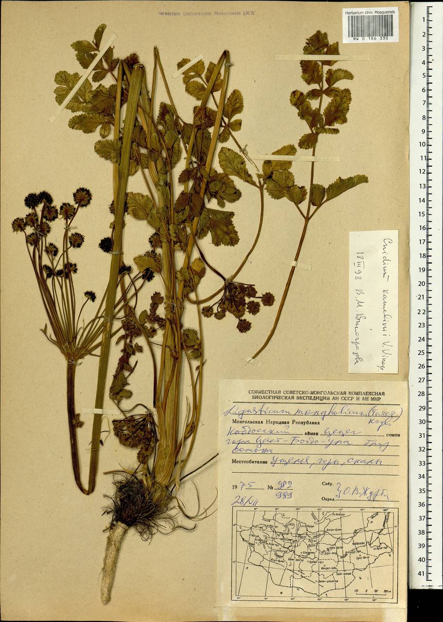 Lithosciadium kamelinii (V. M. Vinogr.) Pimenov ex Gubanov, Монголия (MONG) (Монголия)