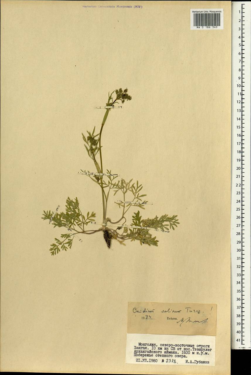 Кадения солончковая (Turcz.) Lavrova & V.N.Tikhom., Монголия (MONG) (Монголия)