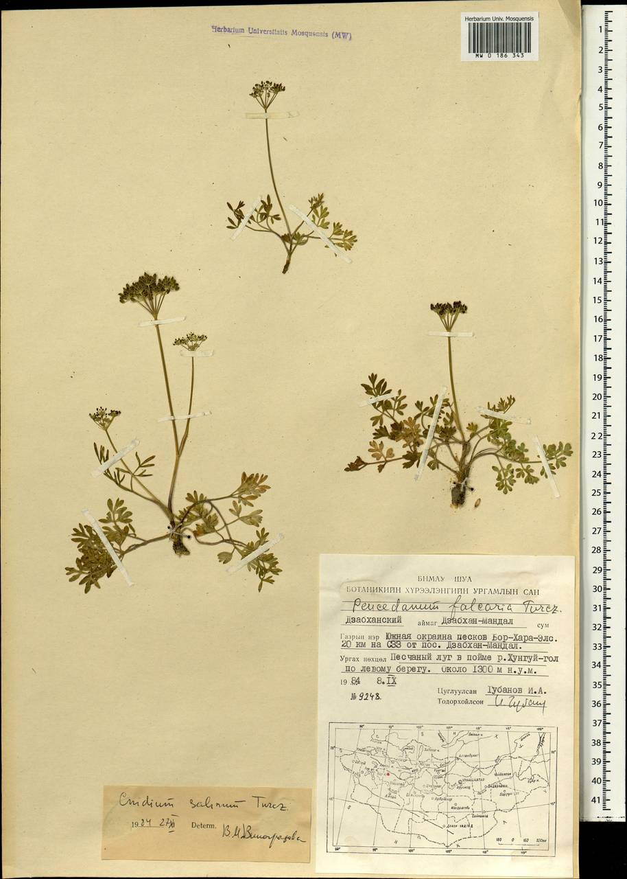 Кадения солончковая (Turcz.) Lavrova & V.N.Tikhom., Монголия (MONG) (Монголия)