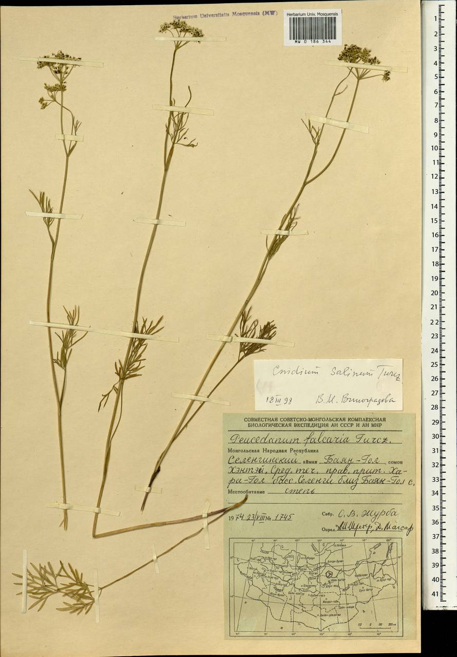 Кадения солончковая (Turcz.) Lavrova & V.N.Tikhom., Монголия (MONG) (Монголия)