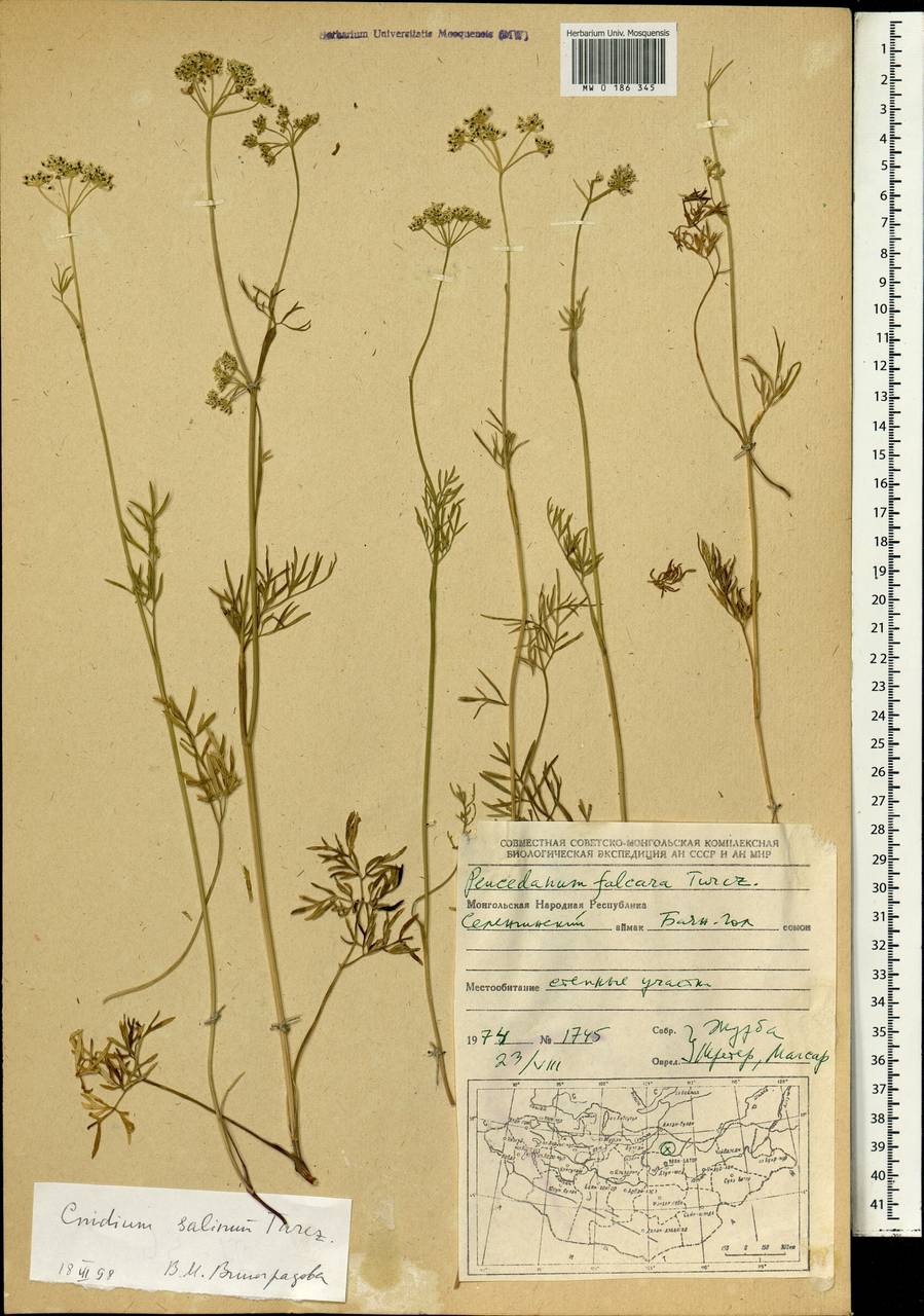 Кадения солончковая (Turcz.) Lavrova & V.N.Tikhom., Монголия (MONG) (Монголия)